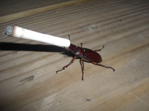 A Bug, Water Quality, On The Floor, The Floor, Focus On, Illinois, Insects, Tumblr, Water