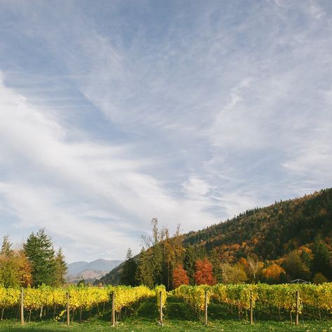 Looking for a British Columbia getaway? Fraser Valley is a bountiful spot. From excellent wineries to beer, cider and freshly roasted coffee, there’s a sip for everyone. Travel throughout the region to discover local producers and sit down to farm-to-table dining. Read all of our recommendations for your trip in the full story at the link in bio! #travelcanada #britishcolumbia #britishcolumbiacanada #fraservalley #fraservalleybc Fraser Valley Bc, Fraser Valley, Roasted Coffee, Table Dining, British Columbia Canada, Coffee Roasting, Canada Travel, British Columbia, Cider