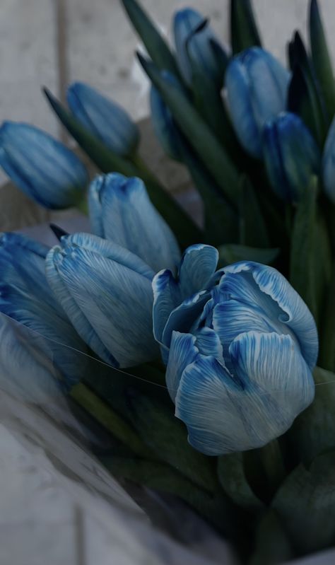 Blue Tulips Wallpaper, Wallpaper 2022, Food Captions, Cute Blue Wallpaper, Flower Wallpapers, Blue Tulips, Iphone Wallpaper Photos, Iphone Background Wallpaper, Blue Wallpapers