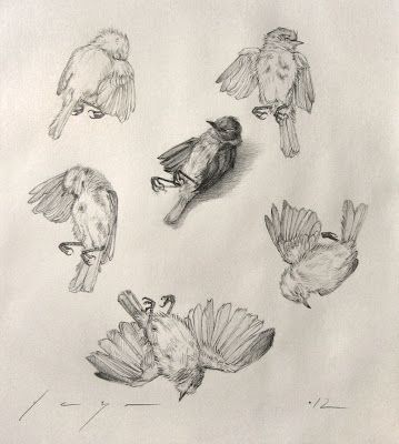 Eduardo Deza: Six studies of a dead bird Dead Bird, Scientific Drawing, A Level Art Sketchbook, Bird Sketch, Animal Illustration Art, Animal Study, Scientific Illustration, Animal Sketches, Sketchbook Inspiration