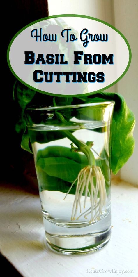 Propagate Basil From Cuttings, Indoor Basil Plant Care, How To Use Basil From Garden, Grow Basil From Clippings, How To Grow Basil From Clippings, Indoor Basil Plant, Pruning Basil Plants, How To Prune Basil Plant, How To Grow Basil Outdoors