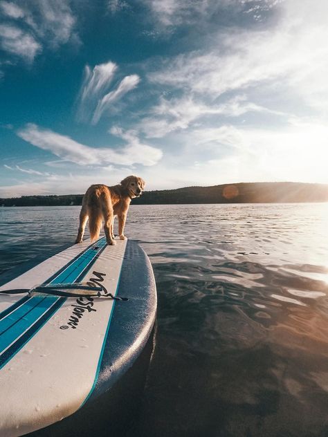 We’ve collected 23 top tips from across the SUP world to get you stand-up paddle boarding and enjoying this great sport: Strand Foto's, Sup Stand Up Paddle, Reactive Dog, Photos With Dog, Dog Adventure, Summer Dog, Summer Memories, Dog Travel, Dog Photography