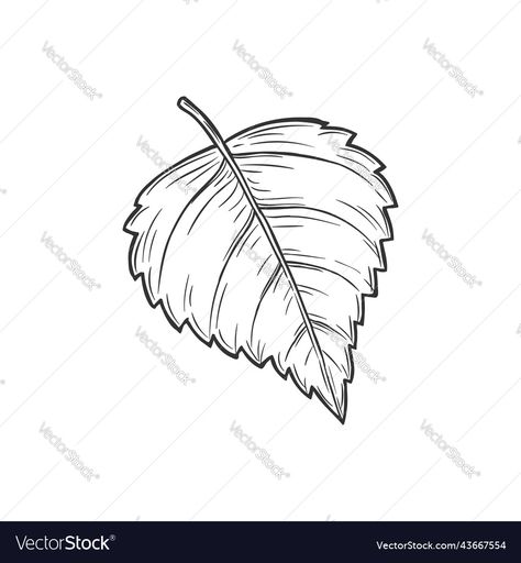 Drawing Autumn, Leaf Tattoo, Spring Leaf, Elm Tree, Aspen Leaf, Birch Leaf, Birch Tree, Pencil Drawing, Leaf Tattoos