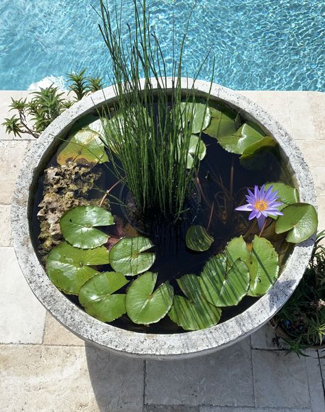 A natural pond using a large container: Tips on leak-proofing and how to care for your plants and animals to maintain a healthy miniature ecosystem. Diy Container Pond, Container Pond, Mini Pond, Patio Pond, Small Garden Landscape, Dig Gardens, Garden Pond Design, Solar Fountain, Lotus Pond