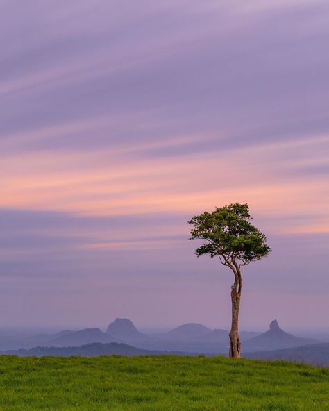 Marissa Knight Photography on Instagram: “A 4 minute long exposure taken at sunset at One Tree Hill Maleny 😍💕Who doesn’t love a lone tree and a stunning view?👌 . . (This image is…” Tree On A Hill, Spring Movie, Lone Tree, One Tree Hill, Long Exposure, Photo Tree, One Tree, Best Photographers, Stunning View