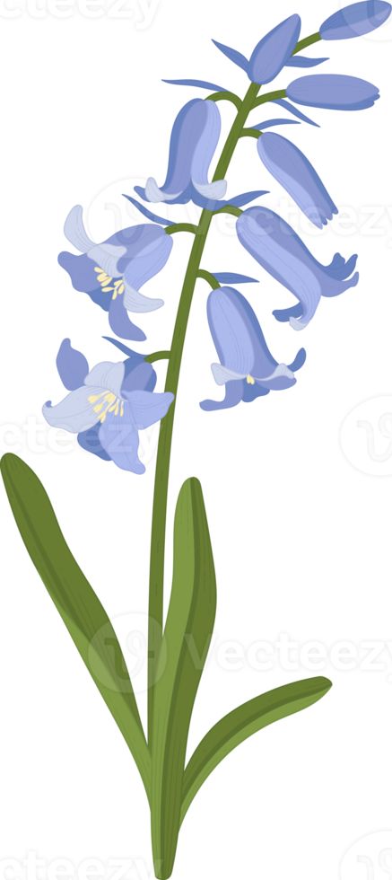 Bluebell flower hand drawn illustration. How To Draw Bluebells, Bluebells Flower Drawing, Bell Flowers Drawing, Bluebell Drawing, Bluebell Illustration, Blue Bells Flowers, Bluebells Flower, Bell Illustration, Mlp Custom