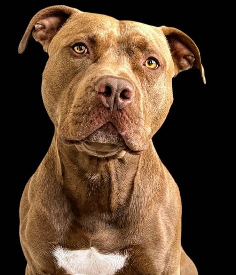 Pitbull Reference, Dog Reference, Pitt Bull, American Pitbull, Dog Painting, Favorite Animals, Bull Terriers, American Pit, Pit Bulls