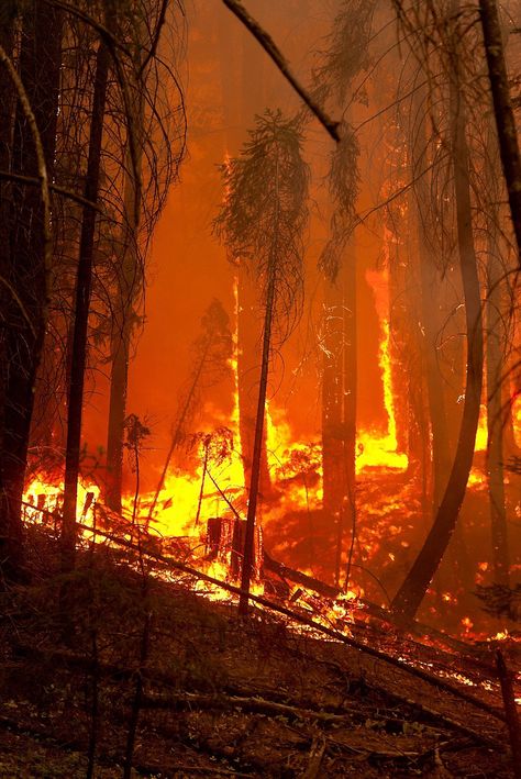 Wildland Firefighting, Wildland Fire, Fire Stock, Wildland Firefighter, California Wildfires, Wild Fire, Image Bank, Forest Service, Forest Fire