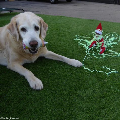 Elf Fishing, Silly String, Awesome Elf On The Shelf Ideas, The Elf On The Shelf, Good Pranks, Santa Paws, Elf On The Shelf Ideas, Shelf Ideas, Service Dogs