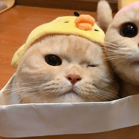 Matching cat icon profile pictures for couples Cat Couple Pfp, Matching Cat Pfp Friends, Aesthetic Pp, Anime Pp, Haiwan Comel, Pp Couple, Cat Profile, Cat Couple, Cat Stands