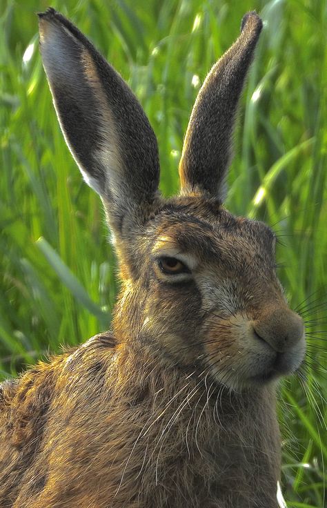 Hare Side Profile, Rabbit Front View, Hare Poses, Rabbit Ears Drawing, Rabbit Poses, Hare Reference, Rabbit Reference, Hare Pictures, Hare Animal