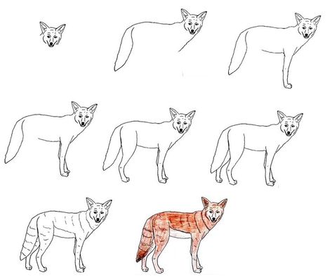 8 Simple Steps To Create A Cute Coyote Drawing – How To Draw A Coyote Head Drawing Step By Step, Cute Coyote, Coyote Drawing, Howling Coyote, Head Drawing, Drawing Step By Step, Drawing Heads, Drawing Step, Step By Step Drawing