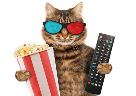 Cat Galaxy, Fools And Horses, Cat Snacks, Movie Blog, Digital Tv, British Tv, Red Cat, Silly Cats, Cat Pin