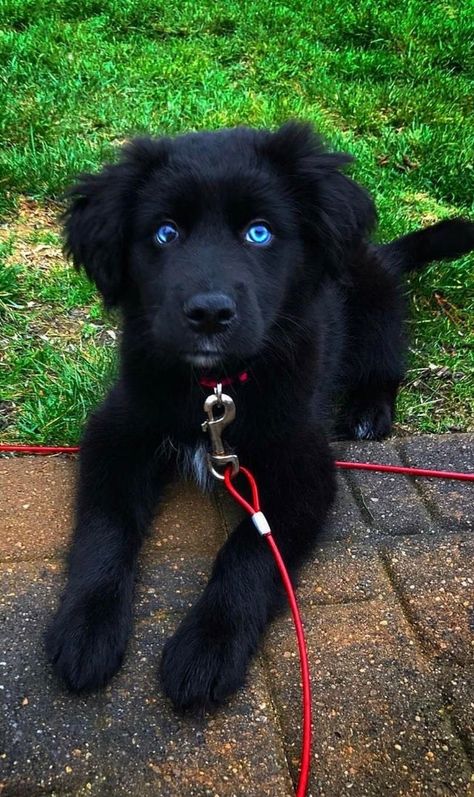 Husky + Golden Retriever + Boxer 21 Adorable Husky Mixes You Need To Pet Before You Die Perros Golden Retriever, Golden Retriever Husky, Golden Retriever Mix, Blue Merle, Retriever Puppy, Cute Dogs And Puppies, Golden Retrievers, Baby Dogs