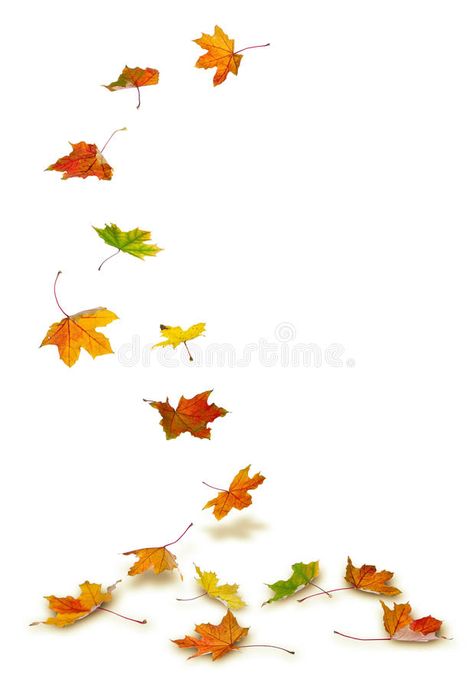 Maple leaves falling. Maple autumn leaves falling to the ground, on white backgr , #sponsored, #falling, #leaves, #Maple, #autumn, #background #ad Draw Fall Leaves, Ground Drawing, Maple Leaf Tattoos, Fall Leaves Tattoo, Autumn Leaves Falling, Leaves On The Ground, Leaves Falling, Autumn Background, Flower Tattoo Shoulder