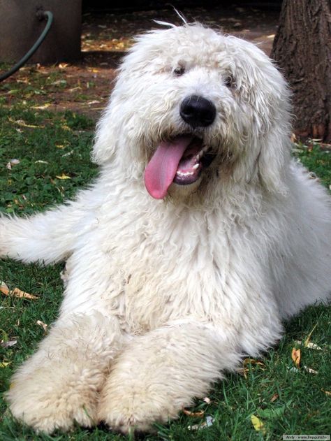 Newfoundlands and Komondors on Pinterest | Komondor, Newfoundland ... Komondor Puppy, Komondor Dog, Mop Dog, All About Dogs, Hungarian Dog, Dog Print Tattoo, Breeds Of Dogs, Sugar Pie, Dog Line