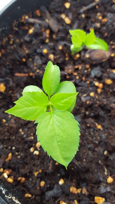 Growing apple trees from seed is fun even if you might never get good fruit. They're just so cute! Growing Apple Trees, Apple Tree From Seed, Apple Plant, Indoor Vegetable Gardening, Backyard Vegetable Gardens, Apple Trees, Flower Garden Design, Easy Plants, Garden Pests