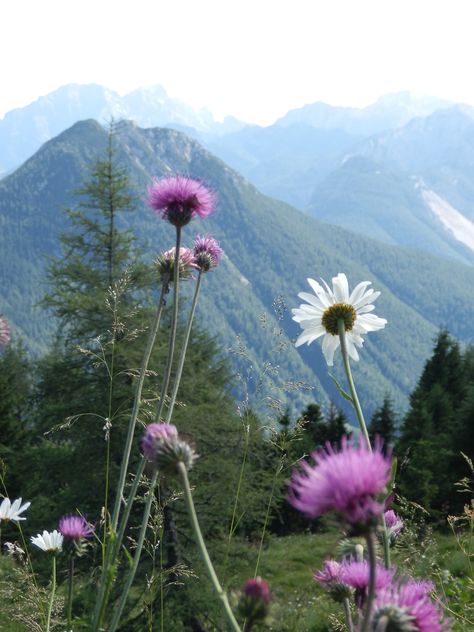 flowers# mountain Flowers Mountain, Mountain Flowers, Cabin In The Mountains, Mountain Valley, May Flowers, Beautiful Mountains, Flowers Photography, Purple Flowers, The Mountain