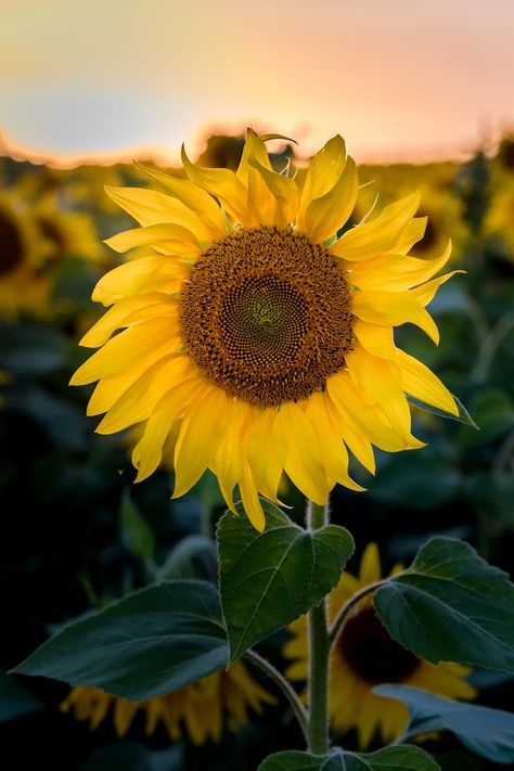 So gorgeous! Flower Poem, Midnight Oil, Open Field, Sunny Yellow, Sunflower Seeds, Beautiful Blooms, Sunflower, Yard, Canning