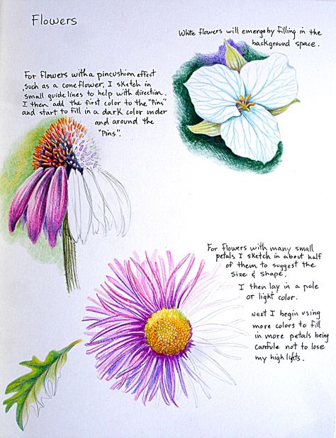 (Click on image to enlarge)  At times filling in the background color is really helpful for allowing parts of the flower to emerge such as ... Drawings Of Flowers, Flowers Drawn, Pencil Drawings Of Flowers, Gcse Art Sketchbook, Colored Pencil Tutorial, Nature Artists, Flower Art Drawing, Illustration Botanique, Colored Pencil Techniques