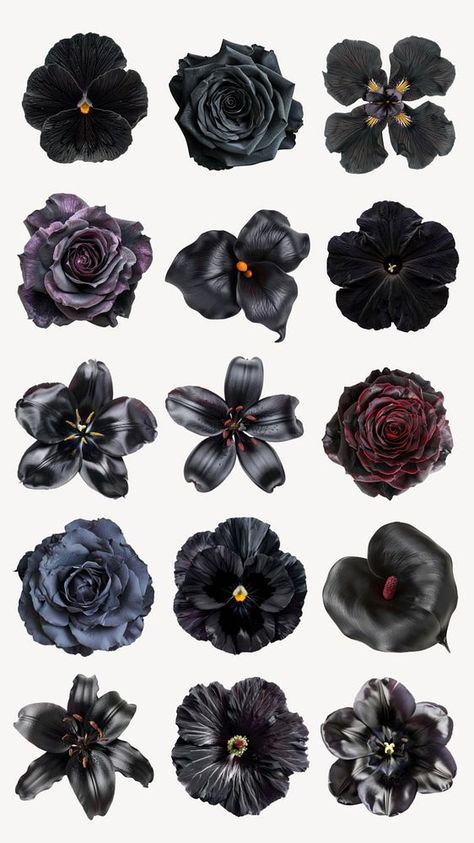 Editable blooming black flower design element set | premium image by rawpixel.com / nun Black Flower Sticker, Dark Roses, Flowers Black Background, Dark Garden, Gothic Flowers, Dark Decor, Roses Flower, Collage Ideas, Black Roses