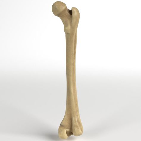 Femur Bone, Leg Bones, 3d Design Projects, Muscular System, Human Bones, Bone Marrow, Skeletal, Human Anatomy, Skull And Bones