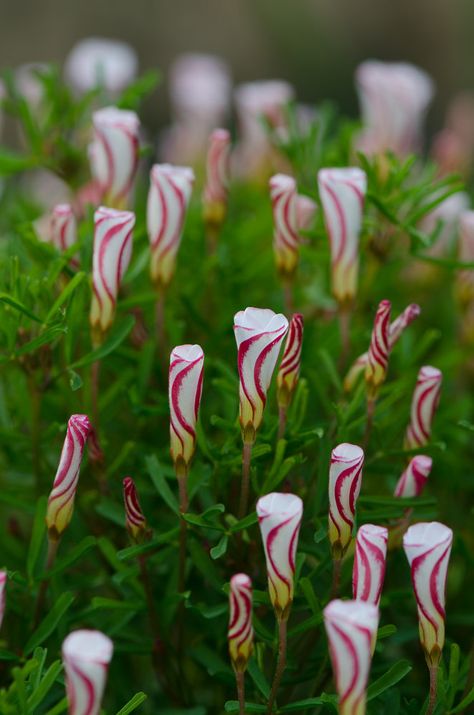 Oxalis Plant, Red Valerian Plants, Candy Cane Sorrel, Oxalis Triangularis Tattoo, Purple Oxalis, Oxalis Versicolor, Tropical Flower Plants, Fairy Garden Plants, Variegated Plants