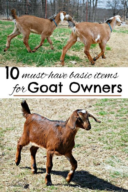 Ten must-have basic equipment items for goat owners - what you need when you bring home your first goats. Goat Houses Shelters, Goat Pen Ideas, Goats For Beginners, Goat Shelters, Balcony Boho, Balcony Vintage, Rustic Balcony, Vintage Balcony, Goat Milking Stand