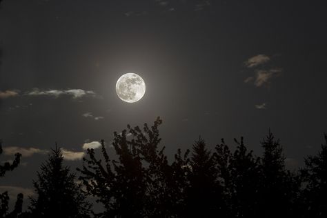 The Night Sky, Blue Moon, Full Moon, Night Sky, The Next, Trees, Sleep, Moon, Blue