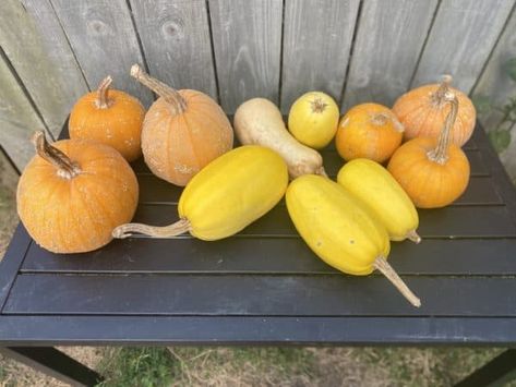 By Bethany Hayes Winter squashes are one of the few foods that will last for months just the way that they are without any extra preservation method needed. To store squash for the months to come, you first have to try curing squash, which is a lot easier than you might think.  Growing up, I […] Curing Squash, Honey Nut Squash, Storing Produce, Best Time To Eat, Large Pumpkins, Honey Nut, Indoor Gardens, Acorn Squash, Winter Squash