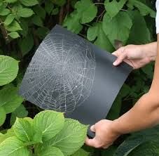 How to Preserve a Spider's Web - Inner Child Fun Vetenskapliga Experiment, Spider Craft, Diy Spider, Spider Book, Science Centers, Nature School, Theme Nature, Outdoor Classroom, Preschool Science