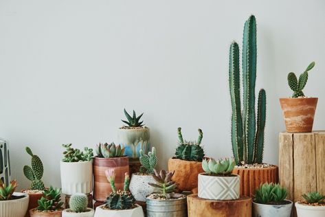 Mixed cacti and succulents in small pots | free image by rawpixel.com / Roungroat Plants With Pink Flowers, Hydrangea Seeds, Ficus Pumila, Palm Tree Plant, Succulents For Sale, Peperomia Plant, Buy Succulents, Rose Seeds, Garden Lanterns