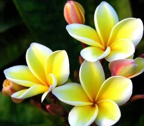 Plumeria Plumeria Leaves, Plumeria Plant, Yellow Plumeria, Smelling Flowers, Plumeria Flowers, Most Beautiful Flowers, Foliage Plants, Exotic Flowers, Mellow Yellow