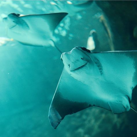 Oceana on Instagram: “Say hi to the cownose ray! . When observed from above, the cownose ray's head resembles a cow's nose. Though cownose rays are not targeted…” Cow Nose Stingray, Cow Nose Ray, Cownose Ray, Cow Nose, Special Animals, Ocean Stuff, Animal Learning, Beautiful Sea Creatures, Water Animals