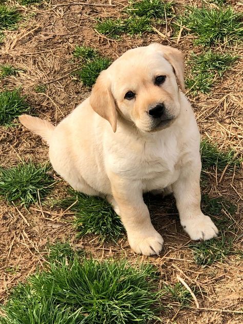 Dove Hill Kennel - Labradors for Sale, English Labrador Puppies | Dove Hill Labradors English Lab Puppies, Labrador Puppies For Sale, English Lab, English Labrador, Puppy Stages, Labrador Puppies, Norfolk Terrier, Group Of Dogs, Retriever Puppies