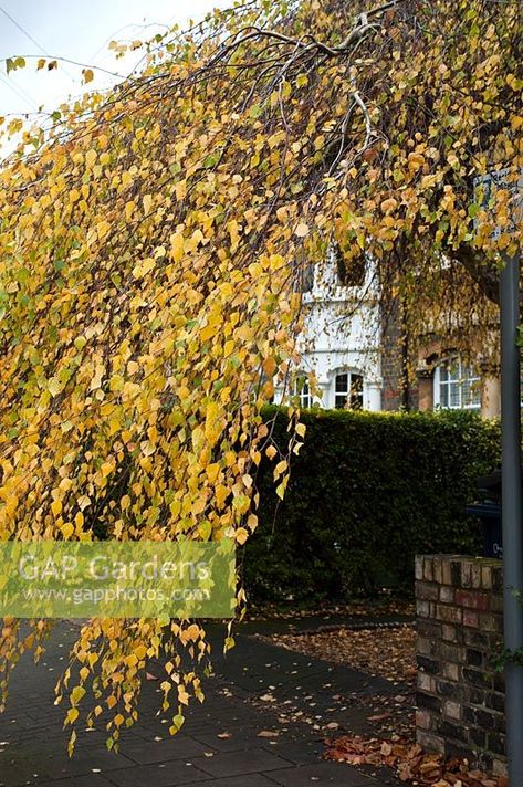 Weeping Birch, Betula Pendula, Plant Design, House Styles, Flowers, Plants, Color, Design