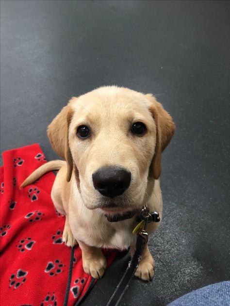 Golden retriever/ yellow lab cross at puppy class Golden Retriever Yellow, Golden Retriever Cross, Golden Retriever Training, Golden Lab, Labrador Puppies, Golden Labs, Golden Labrador, Yellow Lab, Labrador Puppy