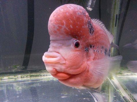 #flowerhorn #fish Big Forehead, Pet Fish, Exotic Fish, Fresh Water, Fish Pet, Fish, Cute Animals, Animals