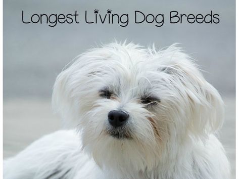 Loyal Dog Breeds, Dog Grooming Tips, Tiny Puppies, Popular Dog Breeds, Miniature Dogs, Grooming Tips, Best Dog Training, Best Dog Breeds, Maltese Dogs