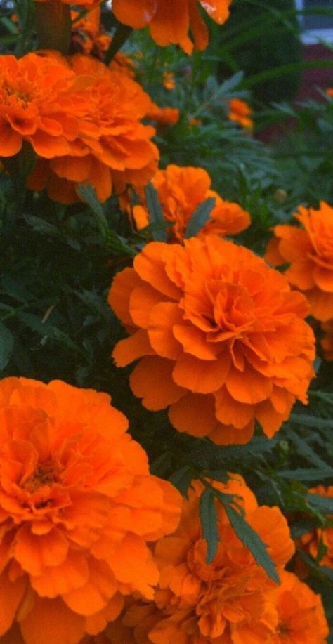 Paper Picado, Flower Wrist Tattoos, Fleur Orange, Photography Flowers, Marigold Flower, Día De Muertos, Wallpaper Nature Flowers, Elements Of Nature, Orange Aesthetic