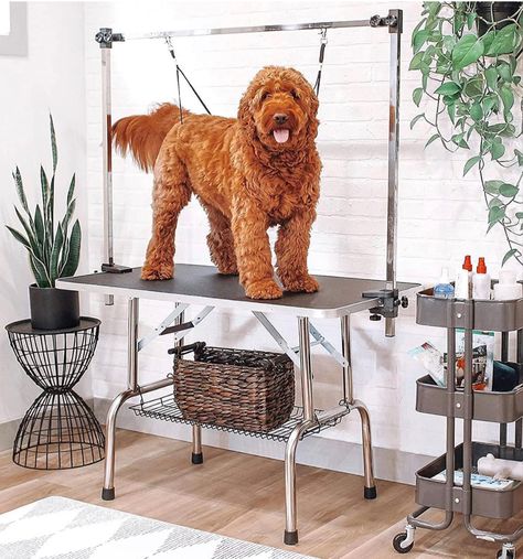 Best Dog Grooming Table Dog Grooming Table, Grooming Table, Beauty Table, Grooming Salon, Metal Baskets, Stainless Steel Bar, Rubber Mat, Elegant Home Decor, Steel Bar