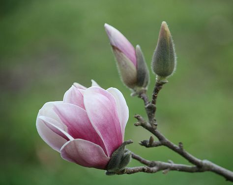 Magnolia buds. Japanese Magnolia Tree, Magnolia Liliiflora, Tulip Magnolia, Japanese Magnolia, Tulip Tree, Magnolia Tree, Magnolia Blossom, Magnolia Trees, Magnolia Flower