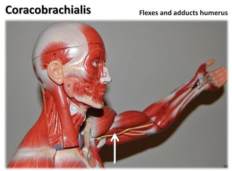 Coracobrachialis - Muscles of the Upper Extremity Visual Atlas, page 40 | by Rob Swatski Photography Text, Remedial Massage, Trigger Point Massage, Tight Shoulders, Trout Lake, Man Anatomy, Muscle Anatomy, Hand Therapy, Nursing Tips