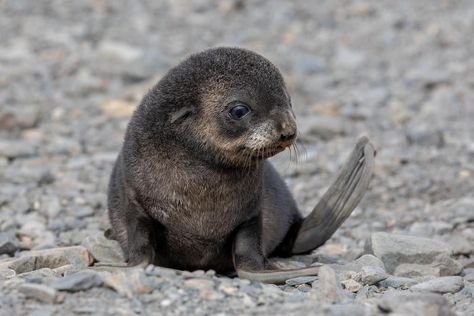 Swag Animals, Linda Martin, Leopard Seal, Dreamy Ocean, Fur Seal, Cute Seals, Seal Pup, Baby Seal, Alien Design