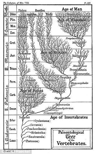 Tree of Life rewritten: Evolutionary timeline looks more like lollipop #dailymail Tree Of Life Images, Phylogenetic Tree, Big Ideas Math, Ages Of Man, Theory Of Evolution, Human Evolution, Human Species, Charles Darwin, Compare And Contrast