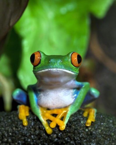 Tree Frog Tattoos, Red Eyed Tree Frog, Frog Pictures, Rainforest Animals, Frog Tattoos, Cut Animals, Tropical Tree, Pura Vida Bracelets, Funny Frogs