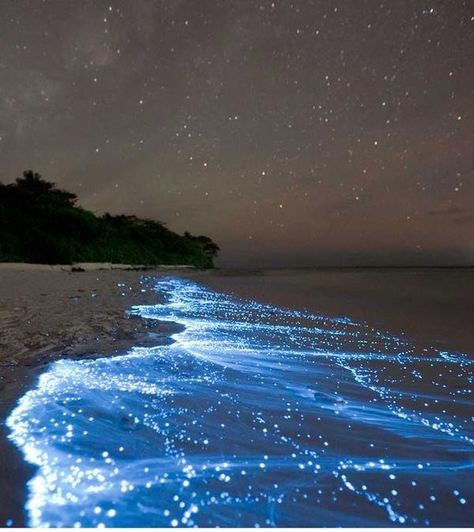 Sparkle beach, Maldives Bioluminescent Bay, Matka Natura, Destination Voyage, Vacation Destinations, Vacation Spots, Belle Photo, Dream Vacations, Maldives, Beautiful Beaches