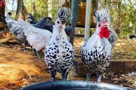 Appenzeller Spitzhauben: Eggs, Temperament, Size and Raising Tips Appenzeller Spitzhauben Chicken, Appenzeller Chicken, Appenzeller Spitzhauben, Poultry Business, To Be Read, Poultry Farm, Egg Laying, Backyard Chickens, Chicken Breeds