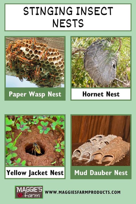 Stinging Insect Nests infographic. Paper wasp nest, hornet nest, yellow jacket nest, mud dauber nest. Fake Hornets Nest, Natural Wasp Repellent, Treating Bee Stings, Wasps And Hornets, Fake Wasp Nest, Bee Identification, Bee Repellent, Red Wasps, Wasp Repellent