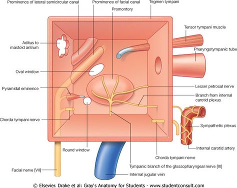 Middle Ear Anatomy, Med School Advice, Internal Carotid Artery, Ear Anatomy, Carotid Artery, Facial Nerve, Middle Ear, Inner Ear, Medical School Studying